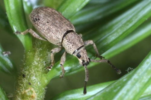 Simo hirticornis